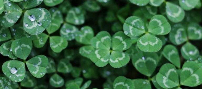 Close-up of clover leaves with water droplets.