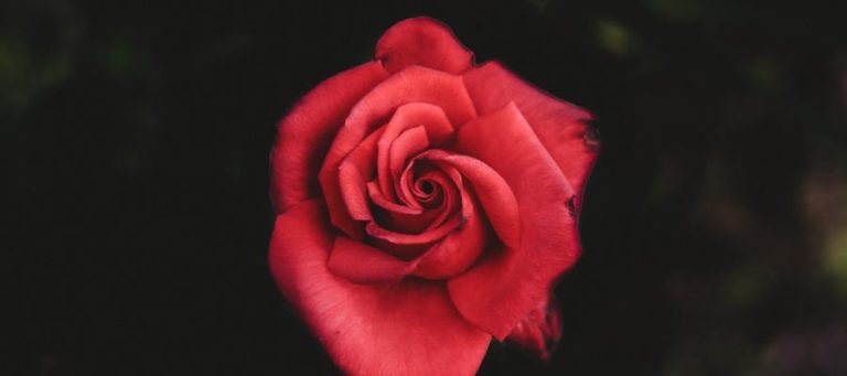 Close-up of a single, deep red rose.