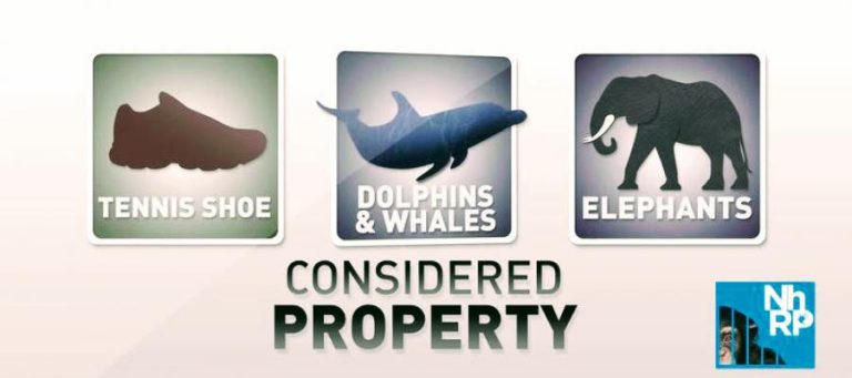 Three squares: tennis shoe, dolphins & whales, elephants; considered property