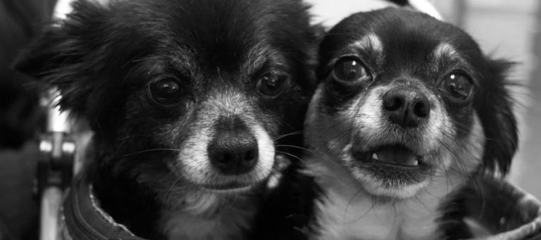 Two small dogs cuddling close together.
