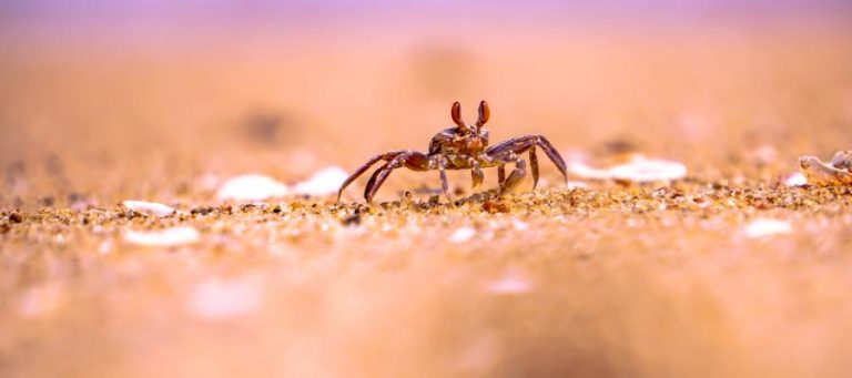 Small crab walking on sandy beach